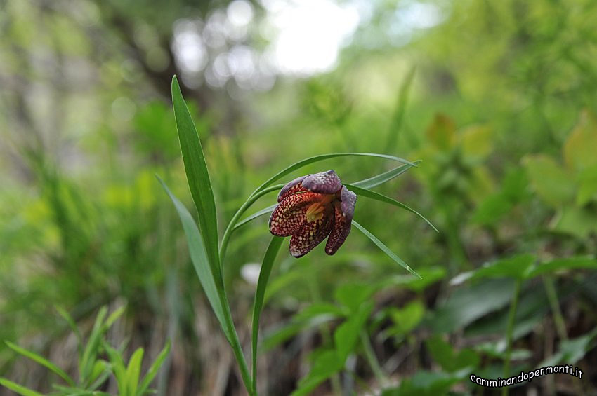 046 Fritillaria Tubaeformis.JPG
